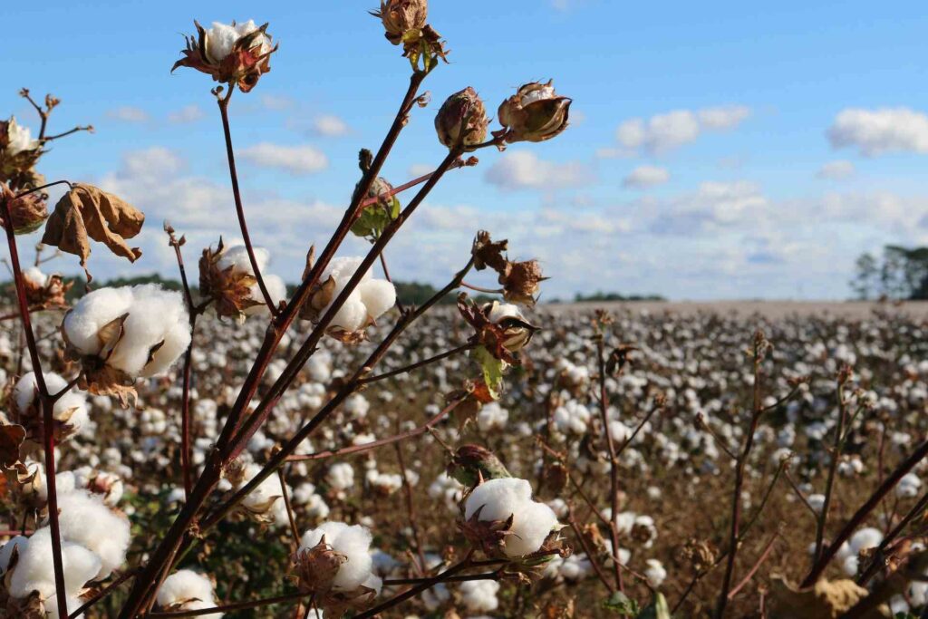 Cotton Vs Organic Cotton, How is Organic Cotton Fabric made